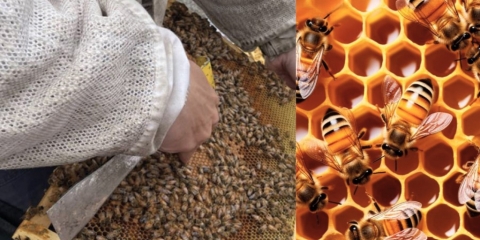 4 ruches installées sur notre site !